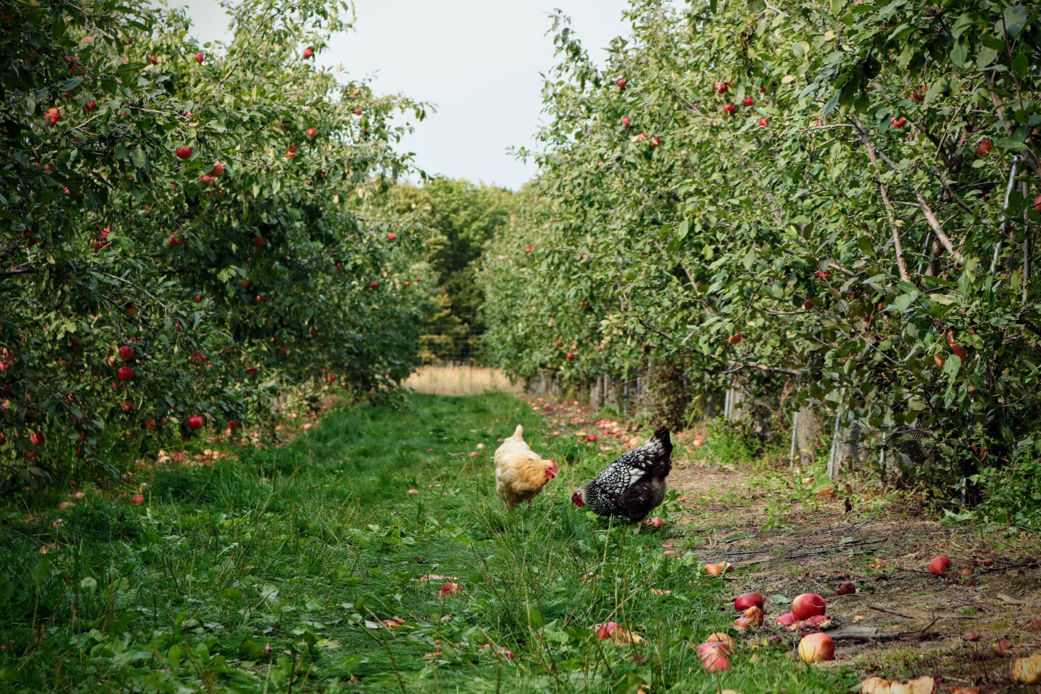 Agroforstwirtschaft - Permakultur.Farm